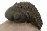 Curled Reedops Trilobite Fossil - Lghaft, Morocco #312367-3